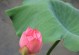 百花争妍攻略（百花争妍，让花园焕发绚烂色彩）