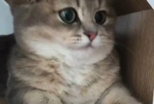 小胖猫咪出装攻略（最新版出装方案及技巧详解）