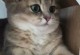 小胖猫咪出装攻略（最新版出装方案及技巧详解）