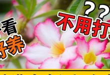 沙漠玫瑰出装攻略（解析沙漠玫瑰英雄出装技巧，让你成为无敌战士）