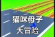 《猫咪扮演小游戏攻略大全》（用趣味的方式变身可爱的猫咪，玩出不一样的精彩！）